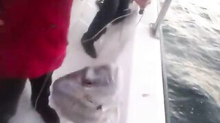 Рыба в сетке на катере у Шарджи