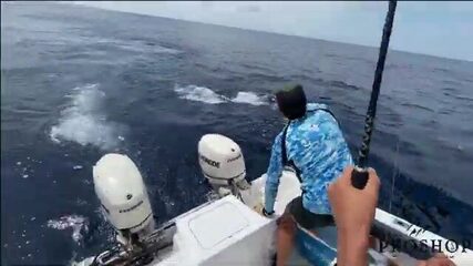 Марлина подводят к борту в Марокко