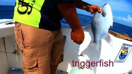 Спинорога подняли после поломки у Пуэрто-Морелоса