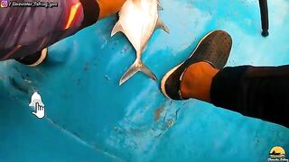 Серебристую рыбу кладут в синюю лодку у Гоа