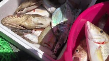 Улов уже в ящике на лодке у Рас-эль-Хаймы