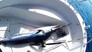 Марлин уже лежит на белой палубе у Марокко