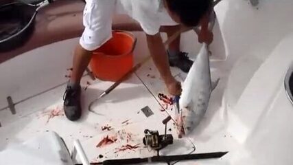 У RAK Marine в Рас-эль-Хайме рыбу кладут на палубу
