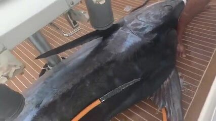 Дорожки еще стоят, а марлин уже на палубе