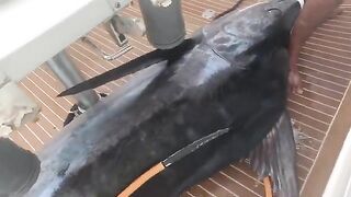Дорожки еще стоят, а марлин уже на палубе