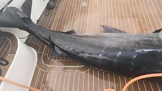 Дорожки еще стоят, а марлин уже на палубе