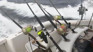 Дорожки еще стоят, а марлин уже на палубе