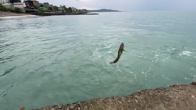 Пескожил, мормышка и колючий морской ёрш на рассвете в Новом Афоне