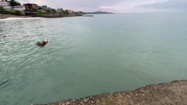 Пескожил, мормышка и колючий морской ёрш на рассвете в Новом Афоне