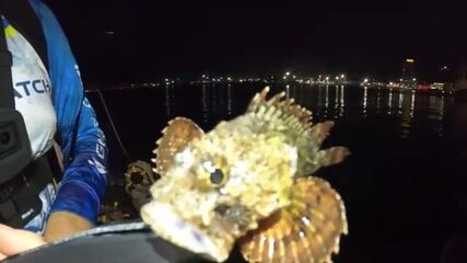 Сколько видов снимешь за выход: рокфишинг у морвокзала Батуми