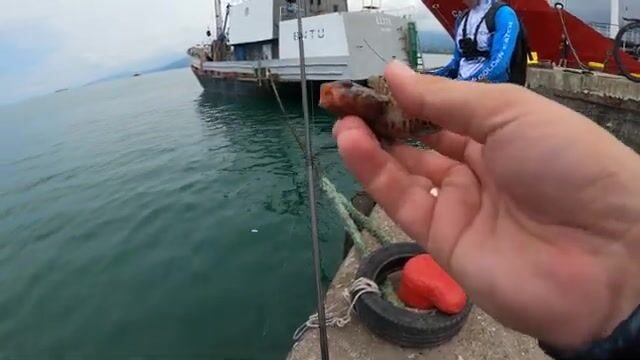 Сколько видов снимешь за выход: рокфишинг у морвокзала Батуми
