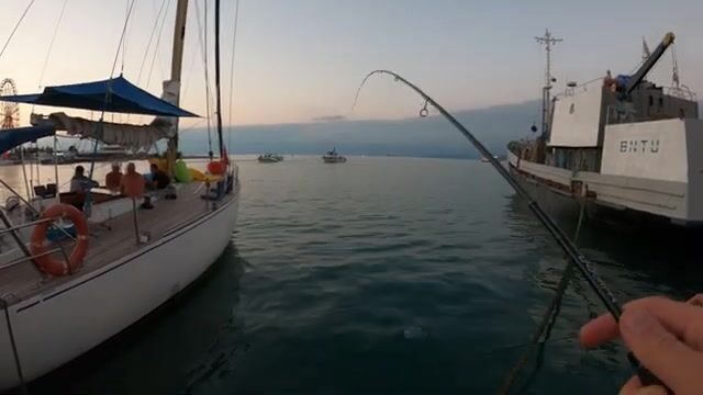 Сколько видов снимешь за выход: рокфишинг у морвокзала Батуми