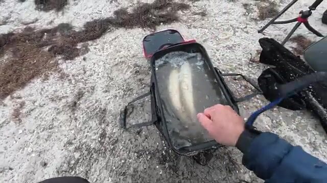 Три недели по нулям. Потом коса под Бердянском отдала пеленгаса