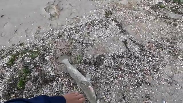 Дальний заброс и крепкая губа: как ловить пиленгаса в Бердянске