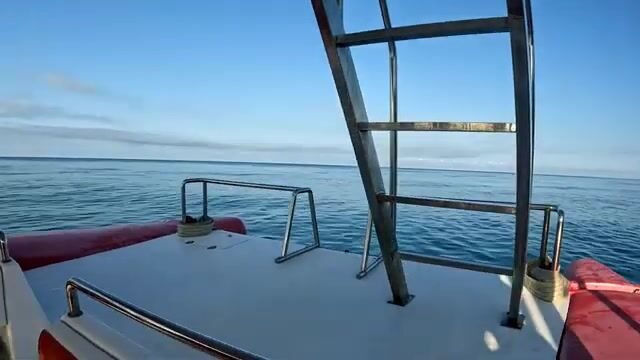 С катера вдоль девятой дачи Пицунды, дельфины держат борт