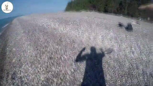 Майский рокфишинг Адлер - Абхазия - Пицунда: ставка на скорпену
