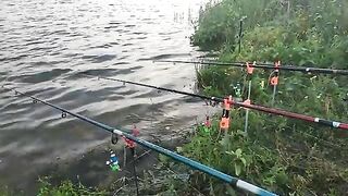 Ночёвка на Донецком море в конце июня: лебеди, костёр и колокольчики до рассвета