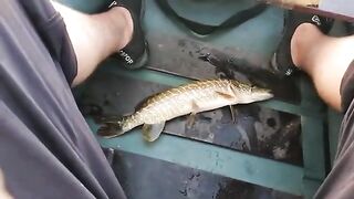 20 августа Донецкое море и правда порадовало: разбор, где стоял окунь и судак