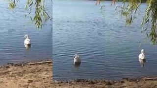 Донецк рядом, а вода как в лесу: карась и окунь под боком у города