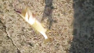 Микроджиг на Донецком море: как разловить вялого окуня по прозрачной воде