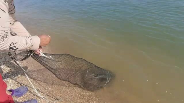 Коса Пересыпь, где рыбу тягают прямо от палатки