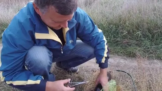 Кучугуры: трёшка берёт так, что воблер лопается пополам