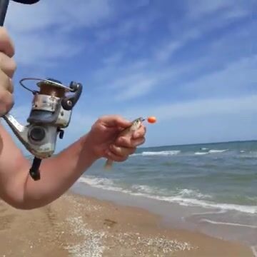 Бери морского червя, если идёшь за пеленгасом в Кучугурах
