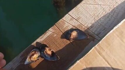 Мидии, поплавок и уха на берегу под Сухумом