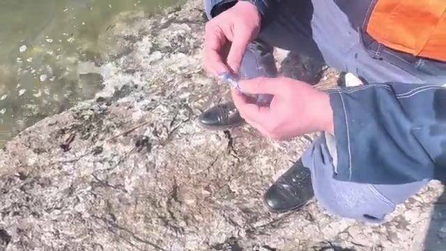 Ветер крепчает в бухте Андреева, а таганрогский бычок берёт без пауз