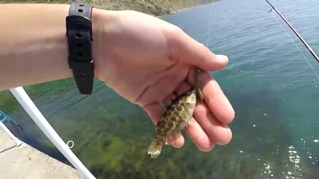 Кто прячется среди валунов озера Абрау?