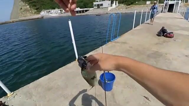 Кто прячется среди валунов озера Абрау?