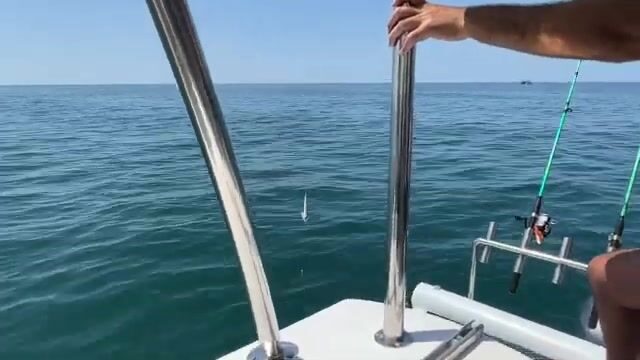 Ставрида, дельфины и морской дракон на сковороде - рейс из Кудепсты под Адлером