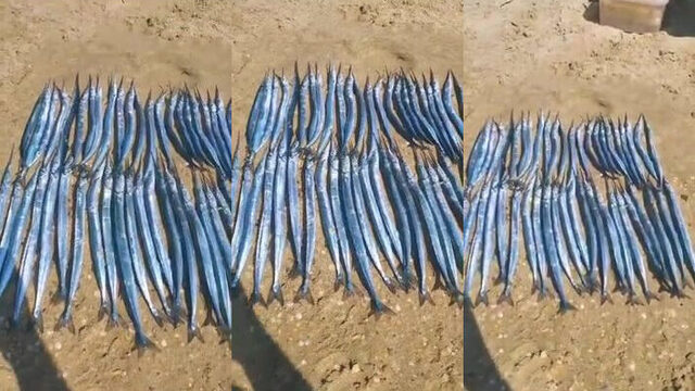Витязево, пять утра: сарган бьёт у самой кромки воды