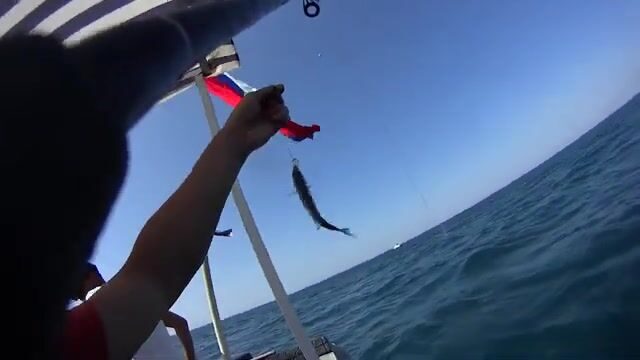 «Опять сарган» - универсальный ответ на вопрос, что клюёт в Витязево