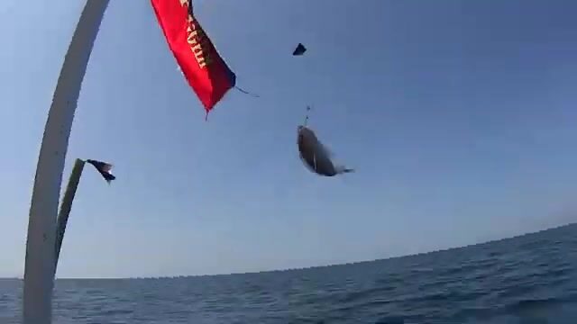 Где под Витязевом искать саргана, пока пляж пуст?