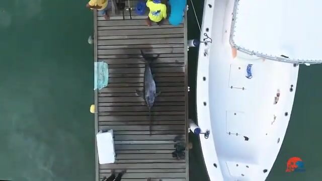 На Адду-атолле опускаем крючки на полкилометра за меч-рыбой
