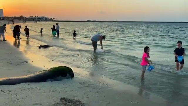 Не ищи открытую воду у Аджмана - в мангровых протоках Аль-Зора рыба крупнее