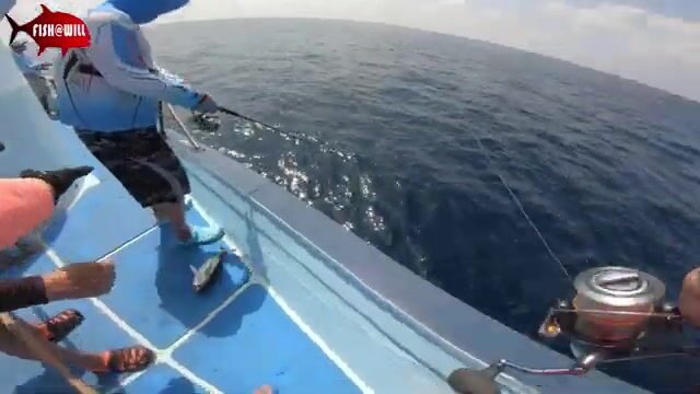 Андаманское море отдаёт стаи тунца под джиг на рассвете