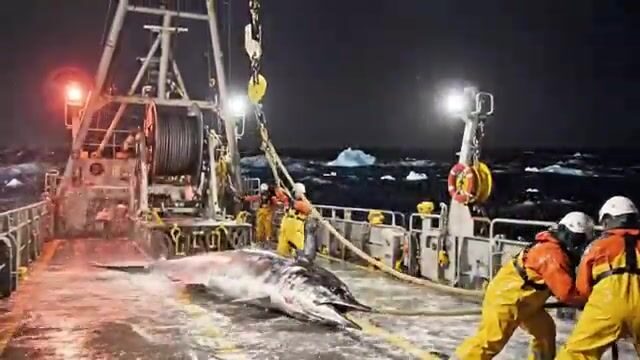 Держись крепче - палтус берёт на самой кромке Северного Ледовитого