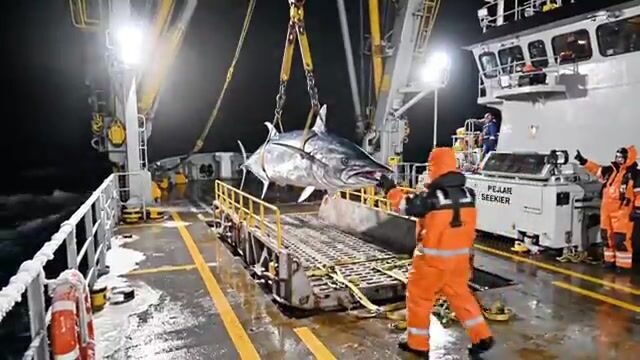 Держись крепче - палтус берёт на самой кромке Северного Ледовитого