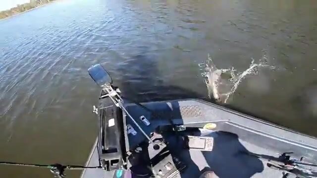 Двадцать окуней за один ливень в Каире