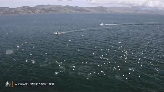 Впервые за штурвалом консольного катера в водах Окленда