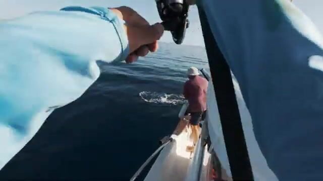 Как найти тунца у Барселоны: смотри на чаек, а не на эхолот