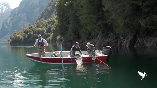 От реки Футалеуфу до озера Ельчо: форель на муху Матапиохо в Чили