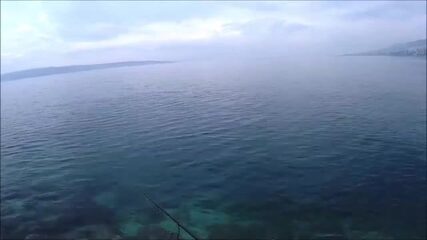 Зимняя ставрида под причальным фонарём в Адриатике