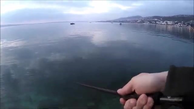 Зимняя ставрида под причальным фонарём в Адриатике