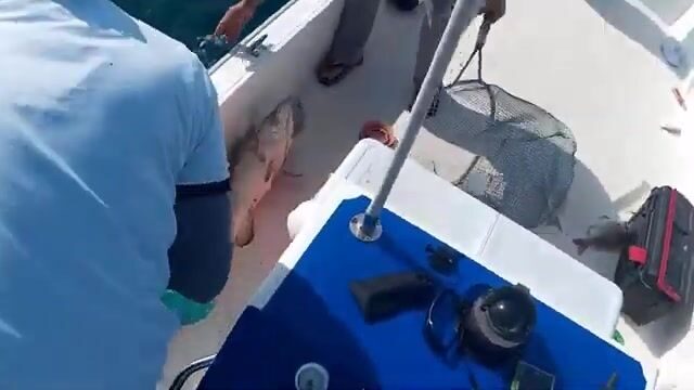 Как ловить хамура у волнолома Аль-Рувайса: снасть и техника подачи