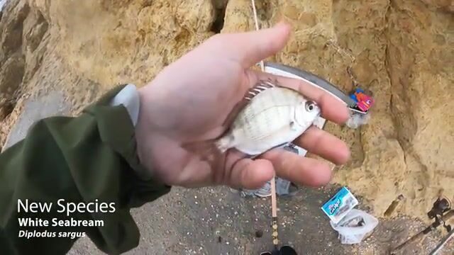 Шторм гонит с моря, а под пирсом Албуфейры клюёт морской лещ