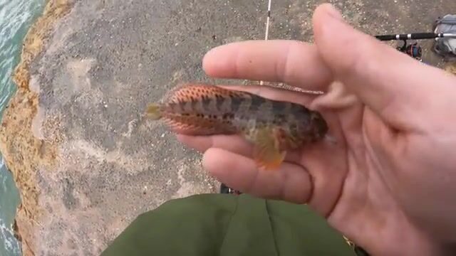 Шторм гонит с моря, а под пирсом Албуфейры клюёт морской лещ