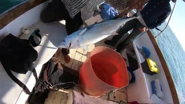Александрия на рассвете: катер идёт за пеламидой и сериолой
